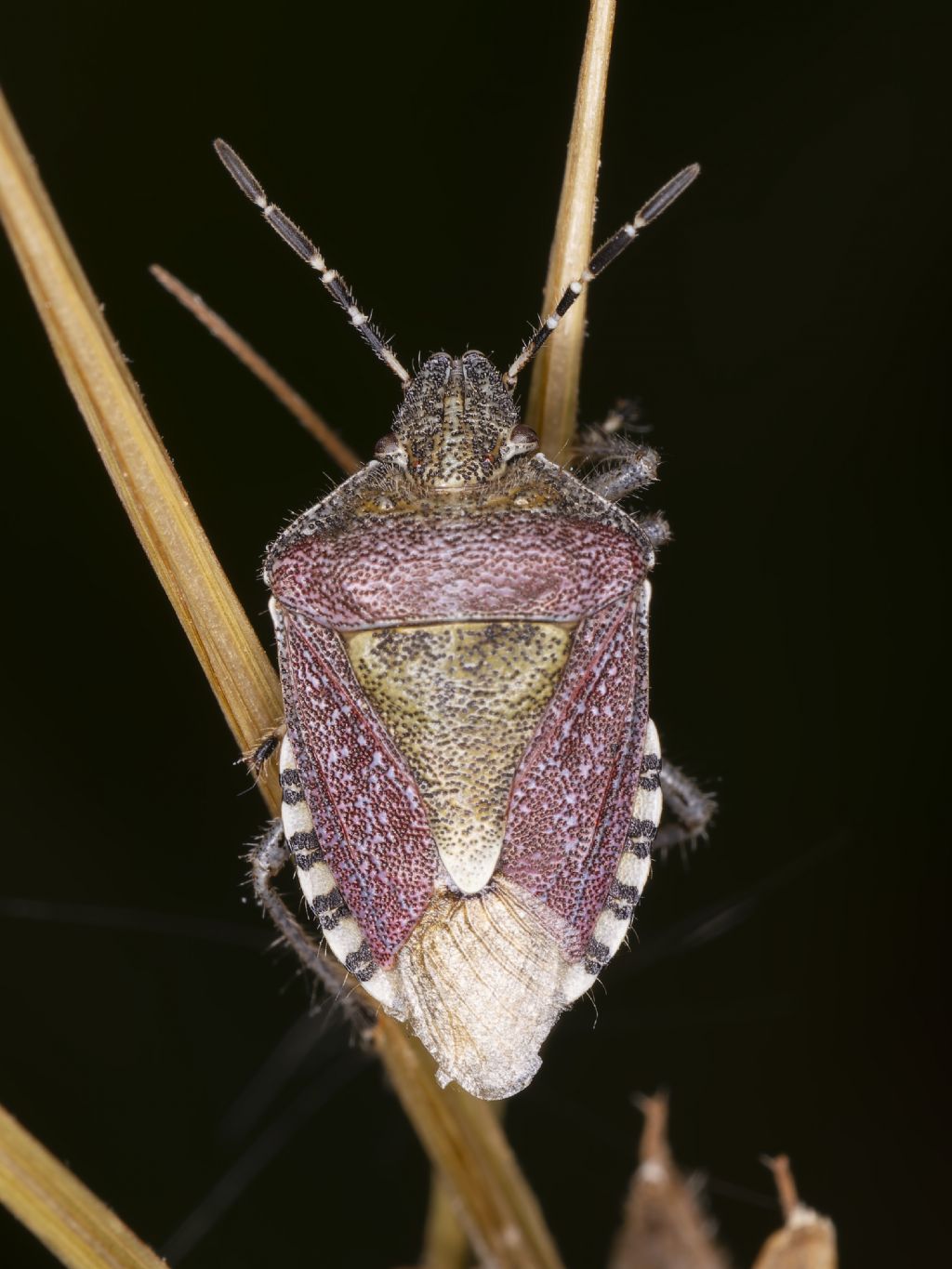 Dolycoris baccarum?